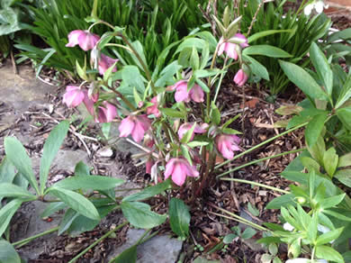 Flowers in The Wallow gardens