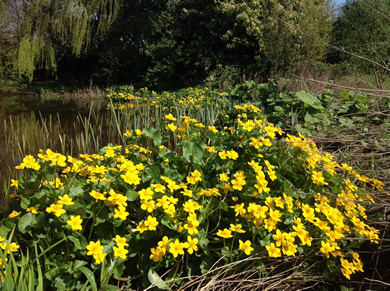 Flowers near the natural pond