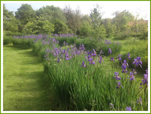 Flowers near the pond