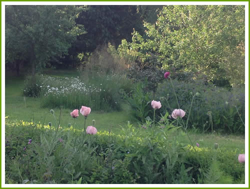 Flowers near the pond