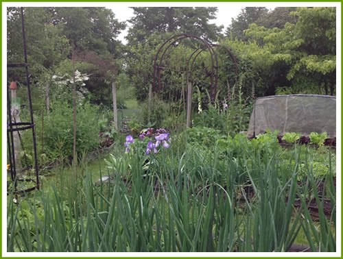 Vegetable plot